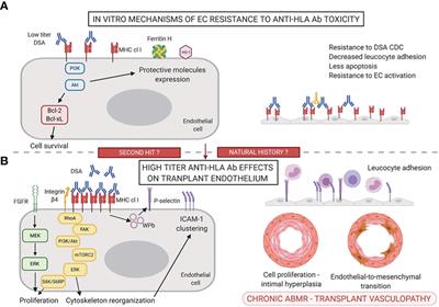 Protection of transplants against antibody-mediated injuries: from xenotransplantation to allogeneic transplantation, mechanisms and therapeutic insights